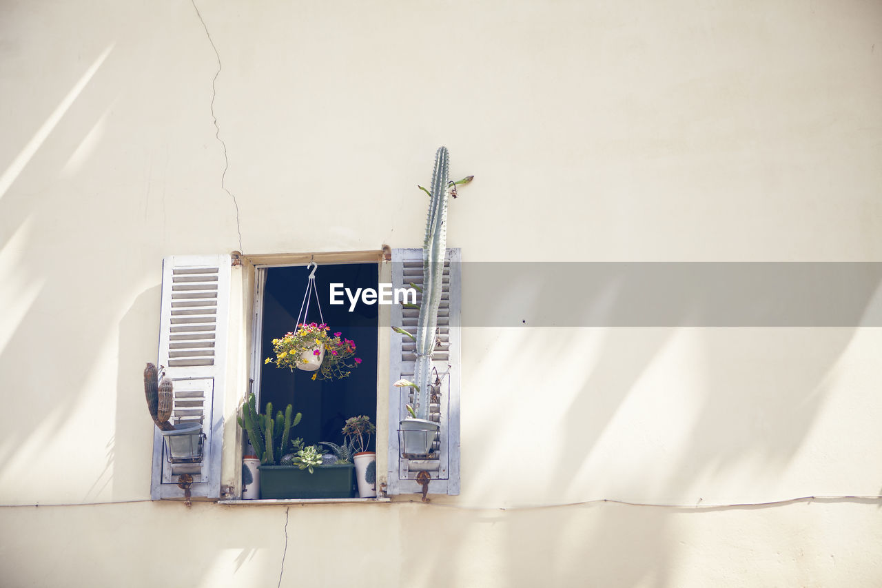 POTTED PLANT IN VASE AGAINST WALL