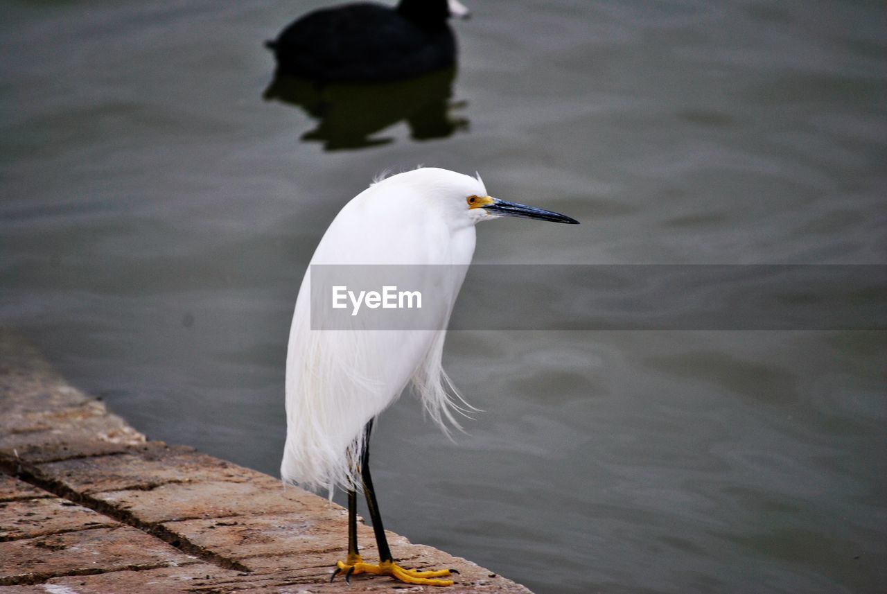 Heron perching on pier