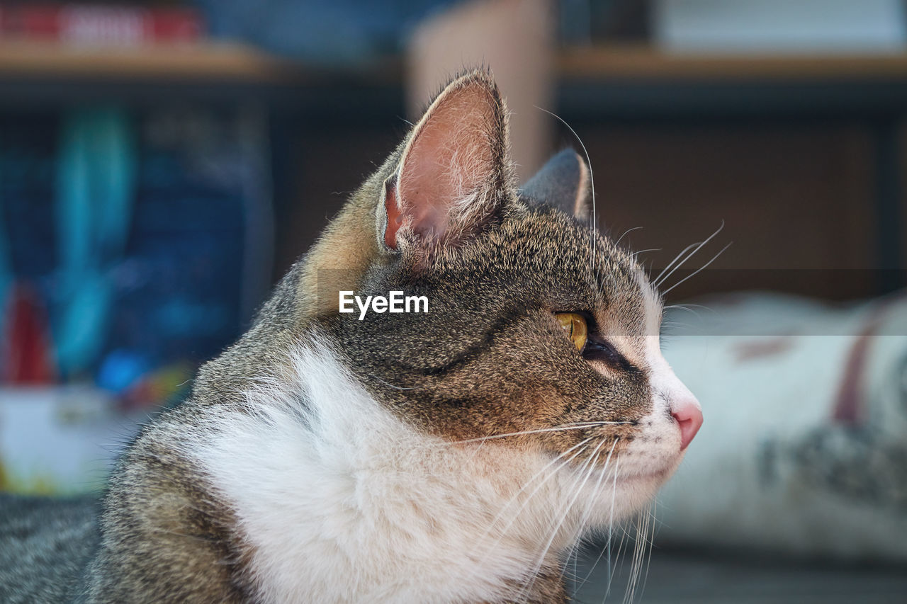 A white and gray tabby european shorthair cat in profile from the side