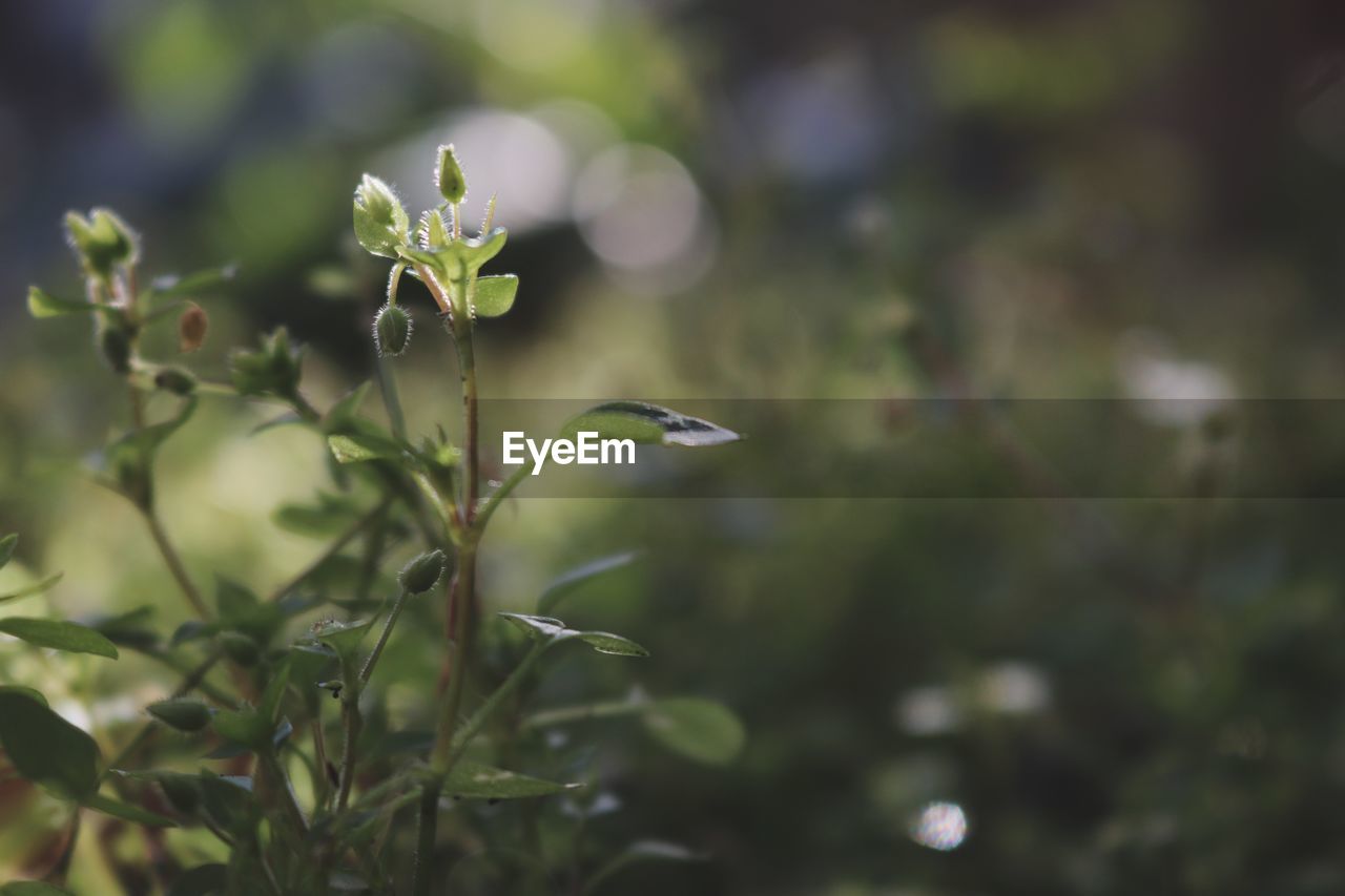 CLOSE-UP OF GREEN PLANT