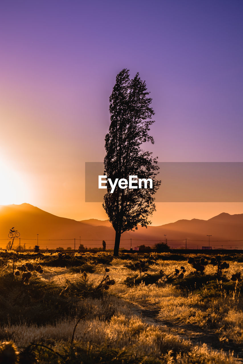 Silhouette tree on field against sky during sunset