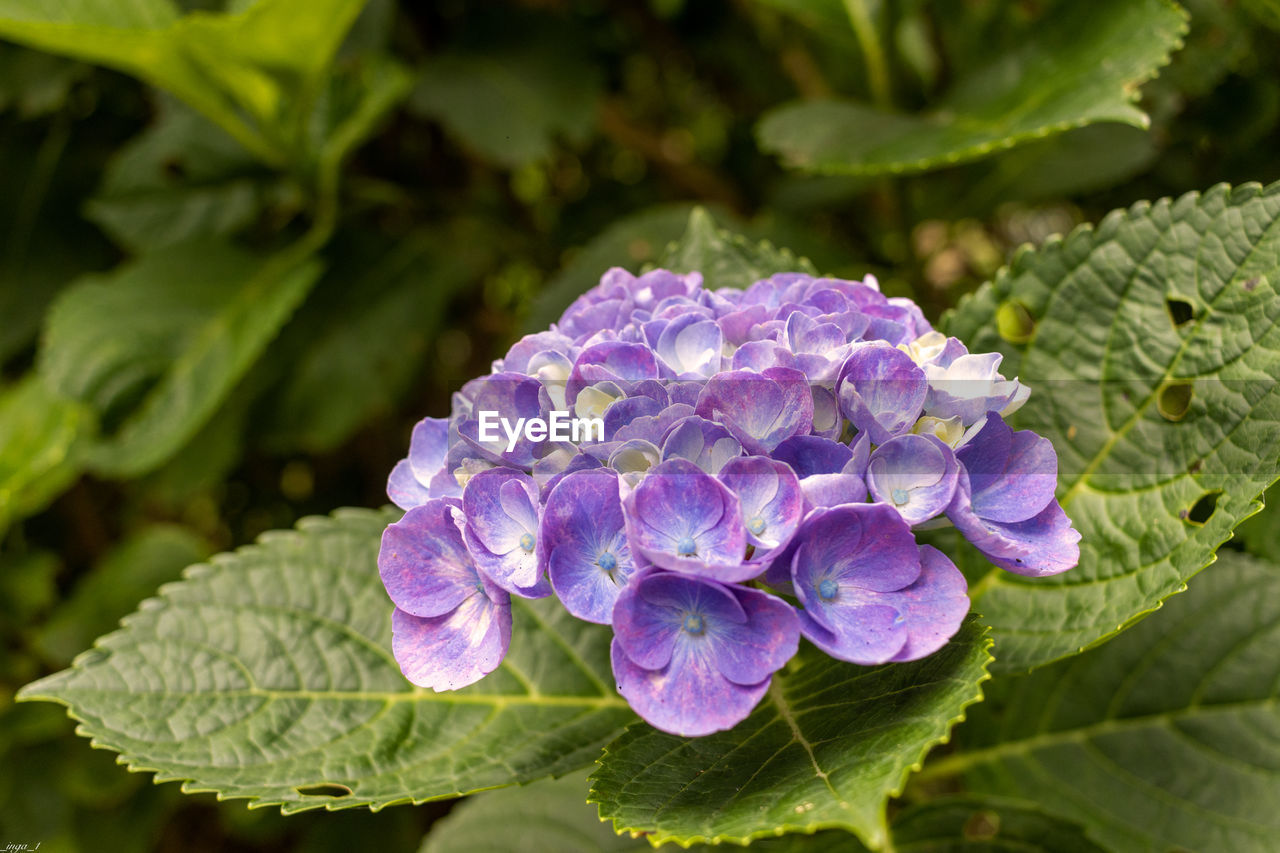 plant, flower, flowering plant, plant part, leaf, beauty in nature, freshness, purple, nature, close-up, growth, hydrangea, hydrangea serrata, inflorescence, petal, flower head, outdoors, no people, food and drink, green, botany, garden, vegetable, food, fragility, summer, springtime, day, leaf vegetable