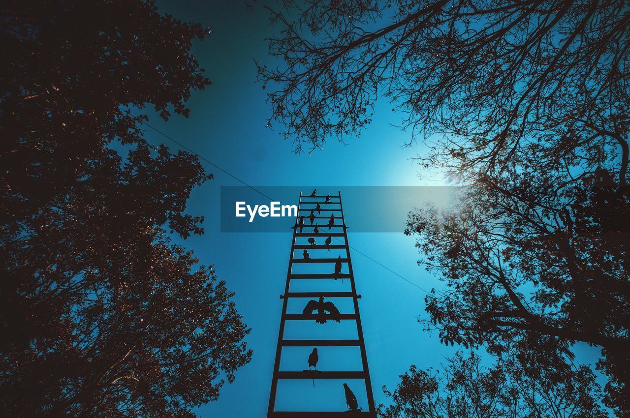 Low angle view of steps and trees against clear sky