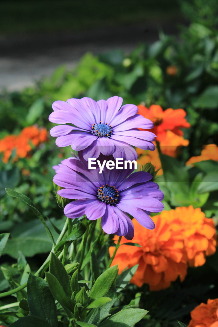 Close-up of purple flowering plants