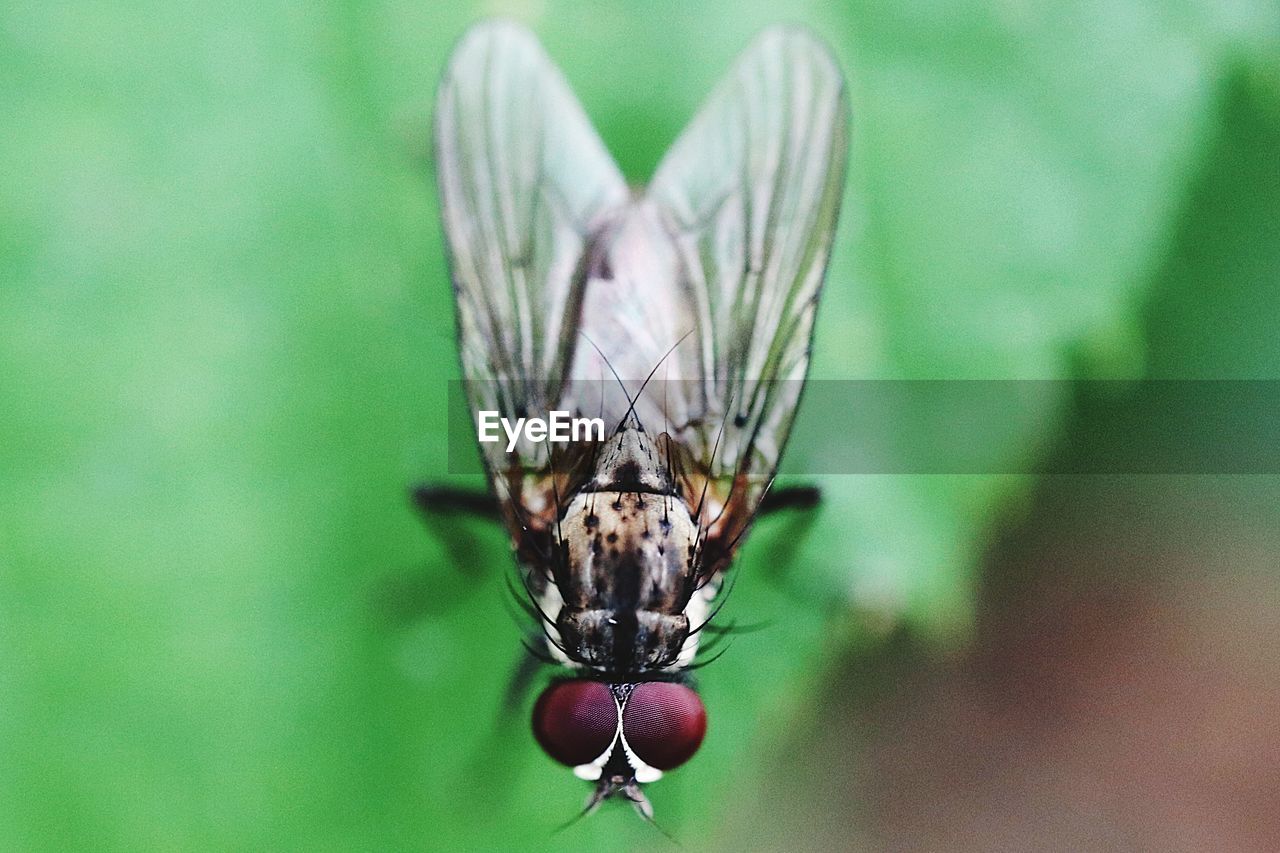 Close-up of fly on leaf