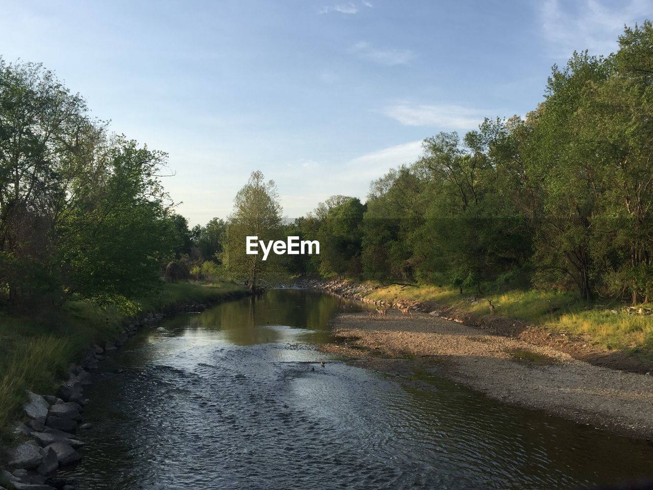 TREES BY RIVER