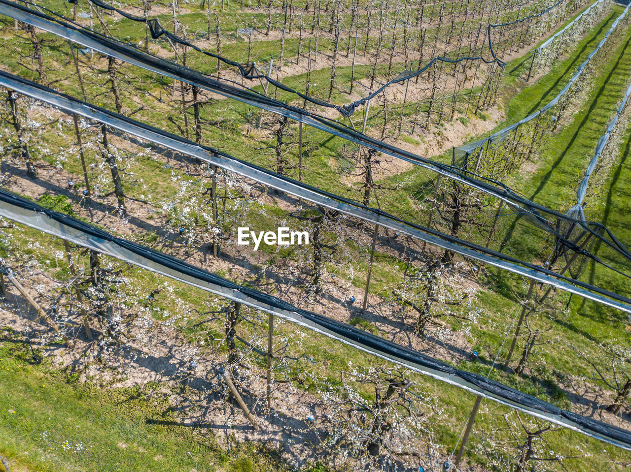 HIGH ANGLE VIEW OF BAMBOO TREES