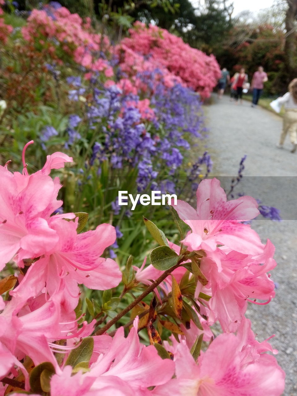 Close-up of pink flowers