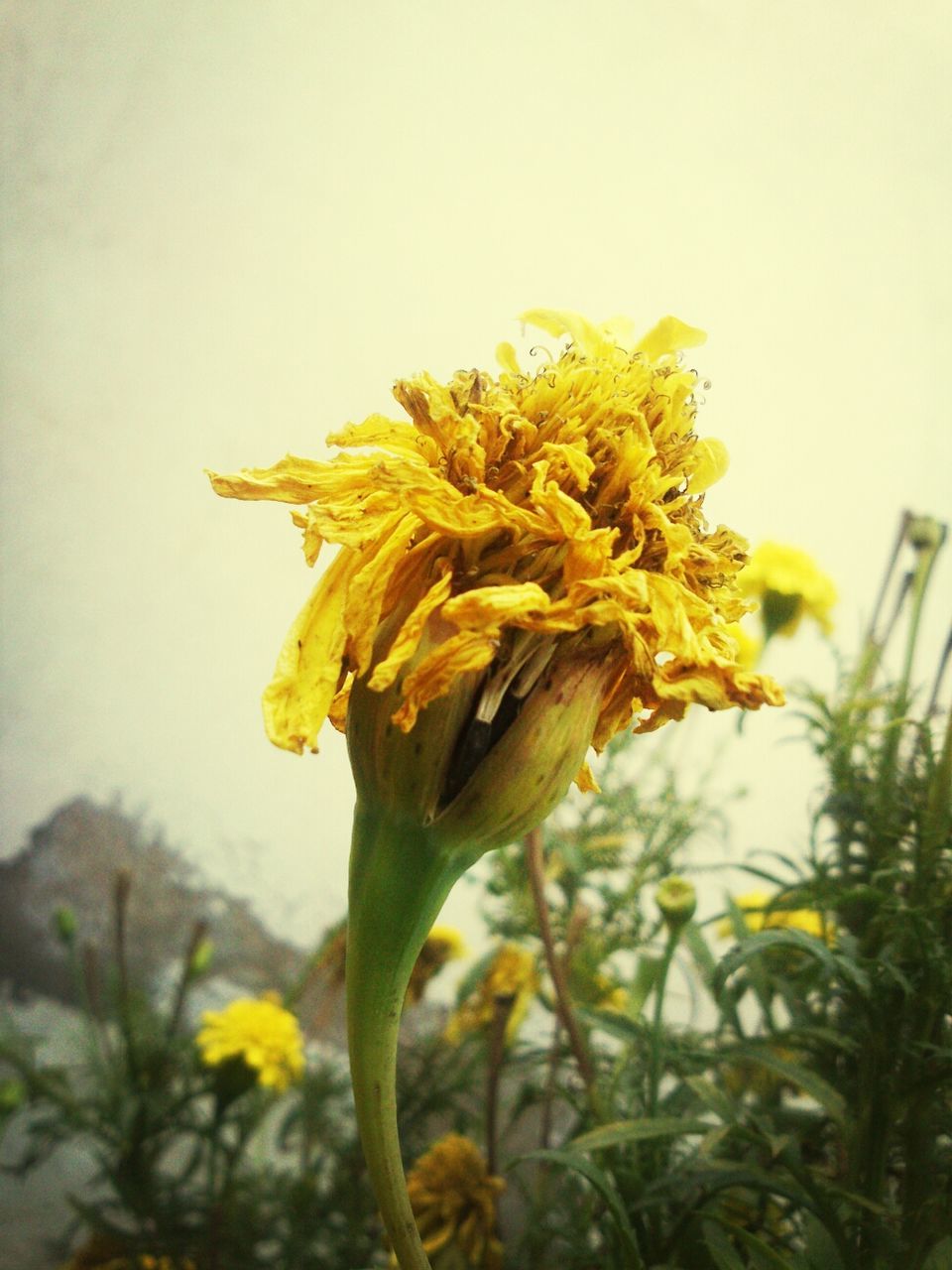 Close-up of wilted marigold flower