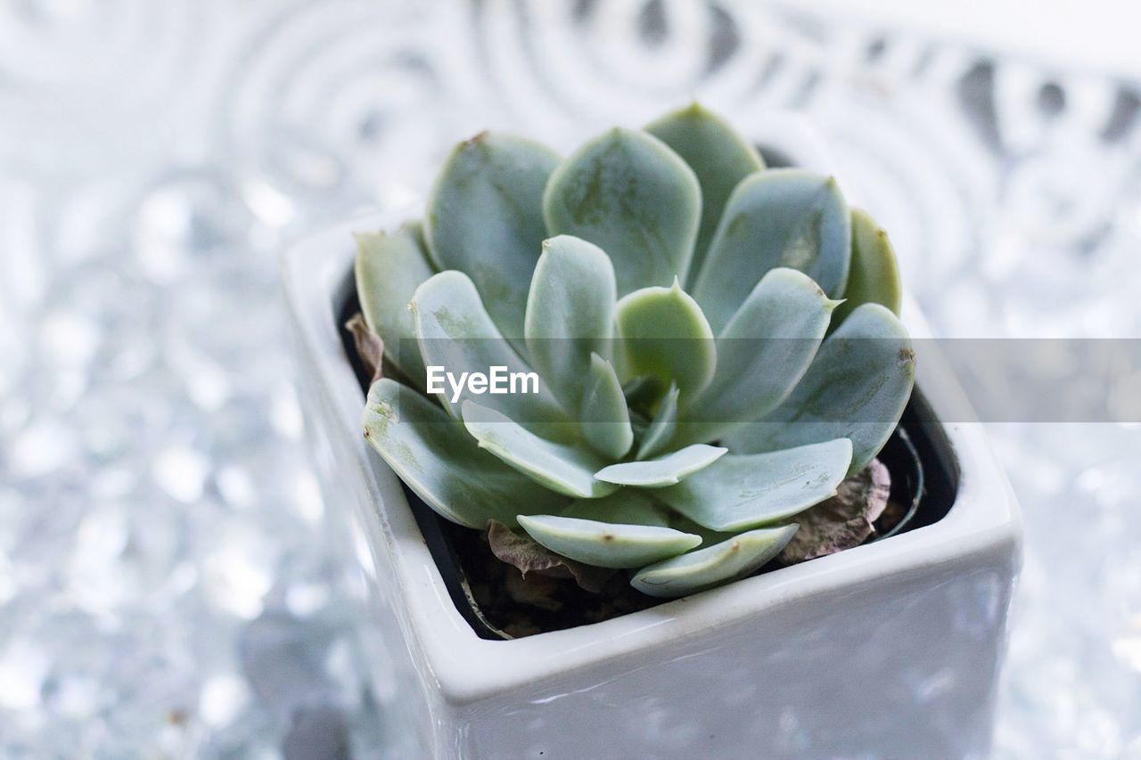 Close upi'll be potted succulent plant in a dish with white pebbles