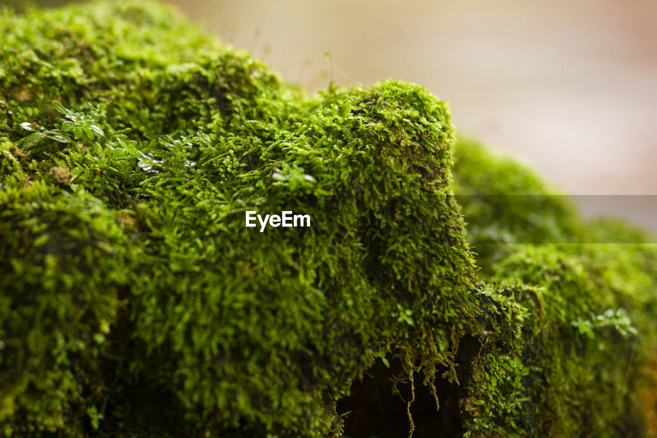 Close-up of moss growing on tree