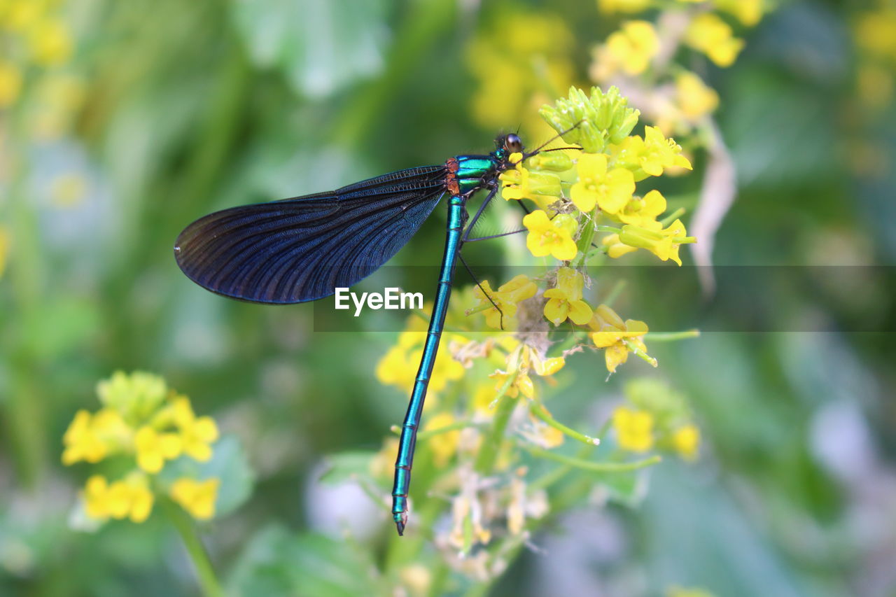 CLOSE-UP OF BUTTERFLY POLLINATING FLOWER