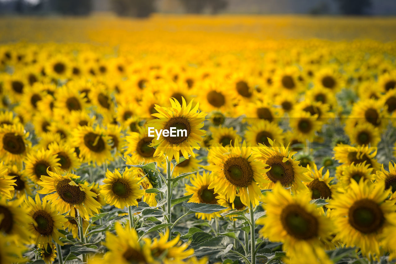 CLOSE-UP OF YELLOW SUNFLOWERS