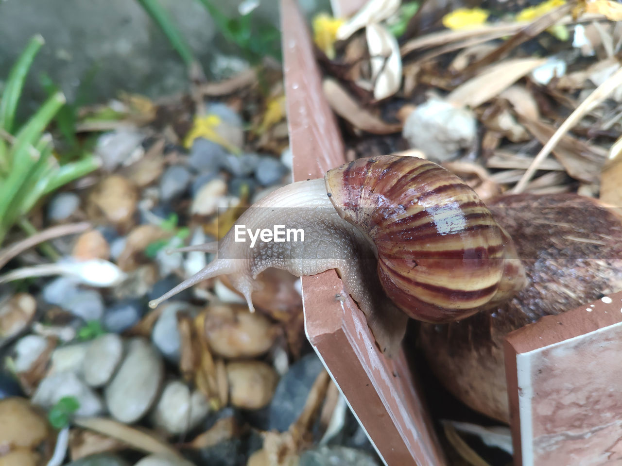 CLOSE-UP OF SNAIL ON A LEAF