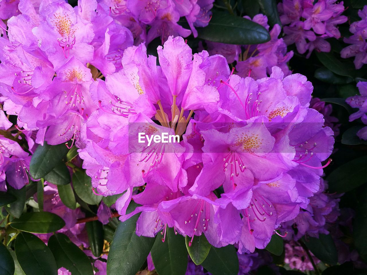 CLOSE-UP OF PINK FLOWERS