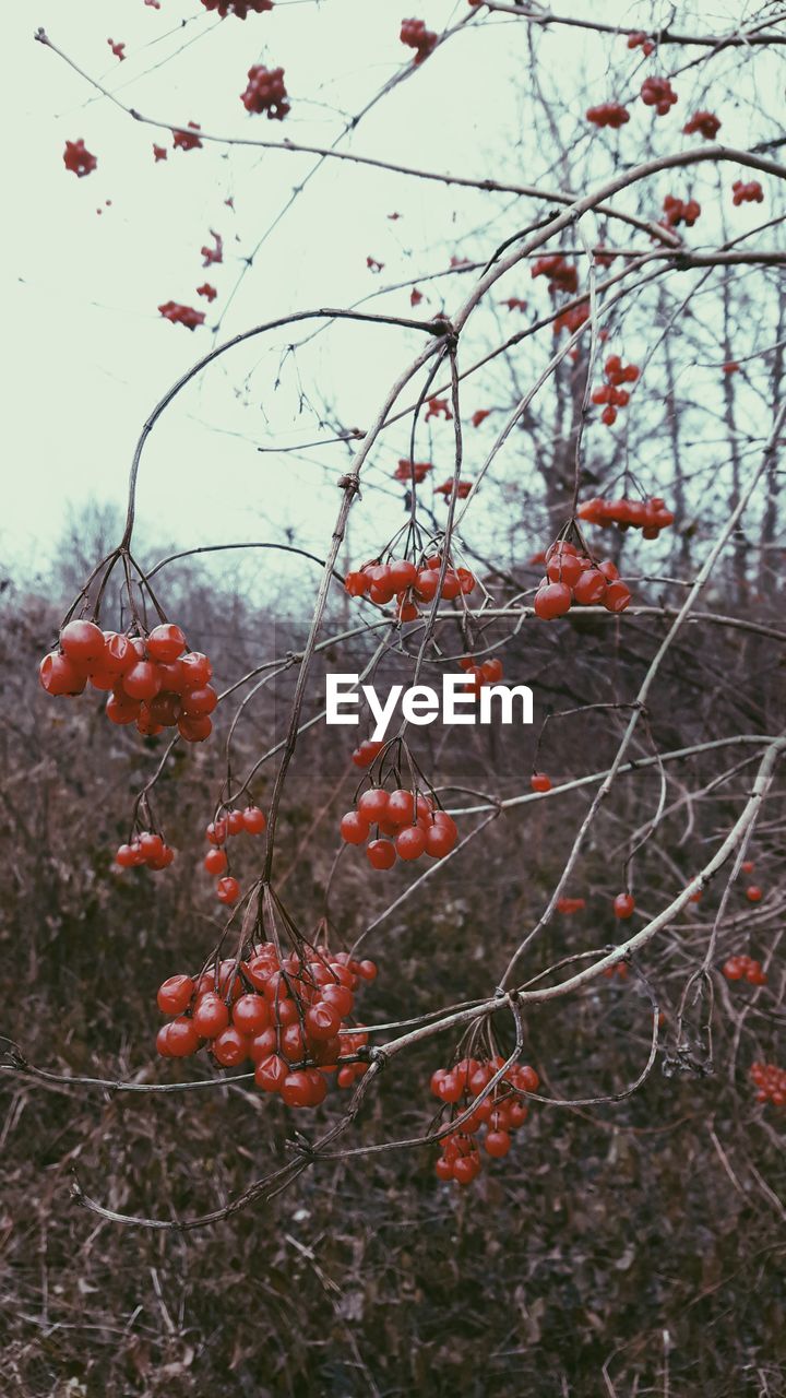 RED BERRIES ON TREE