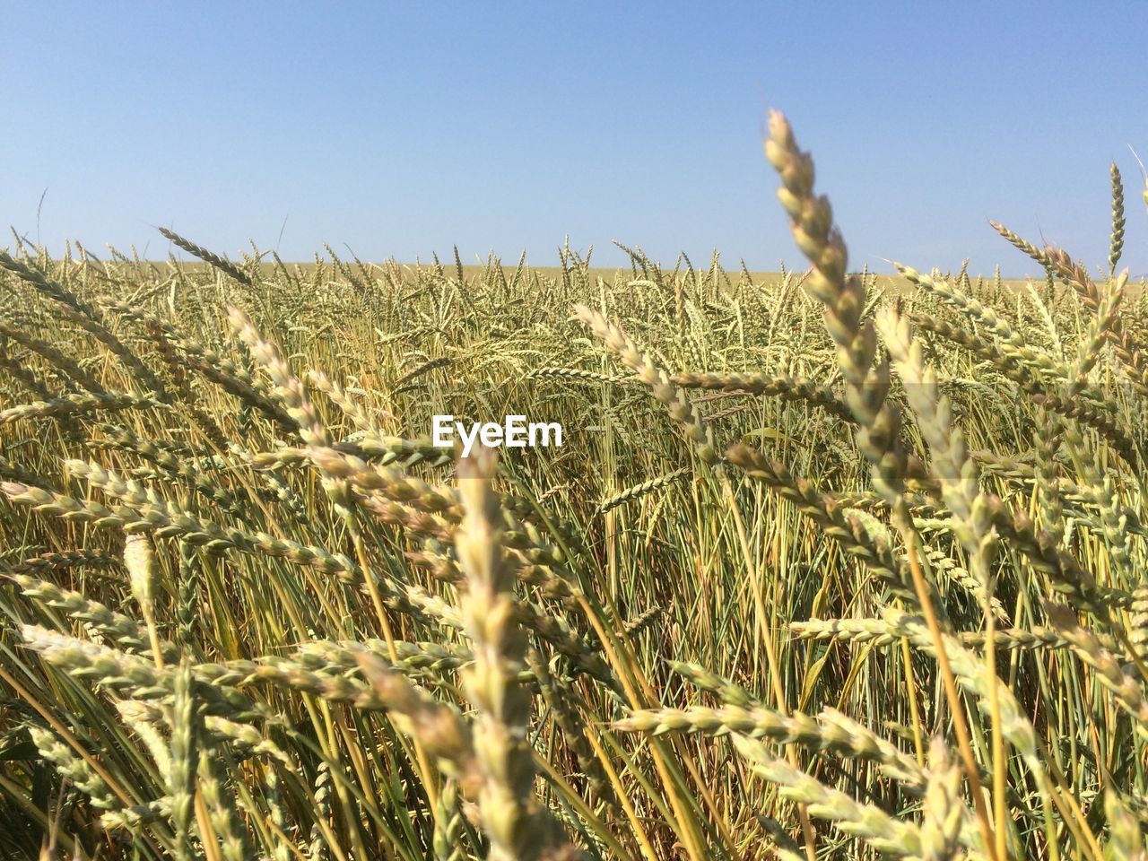 WHEAT FIELD AGAINST CLEAR SKY