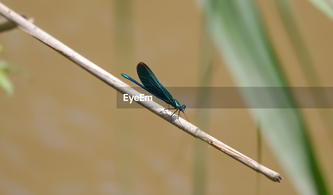 Close-up of a dragonfly perching on plant