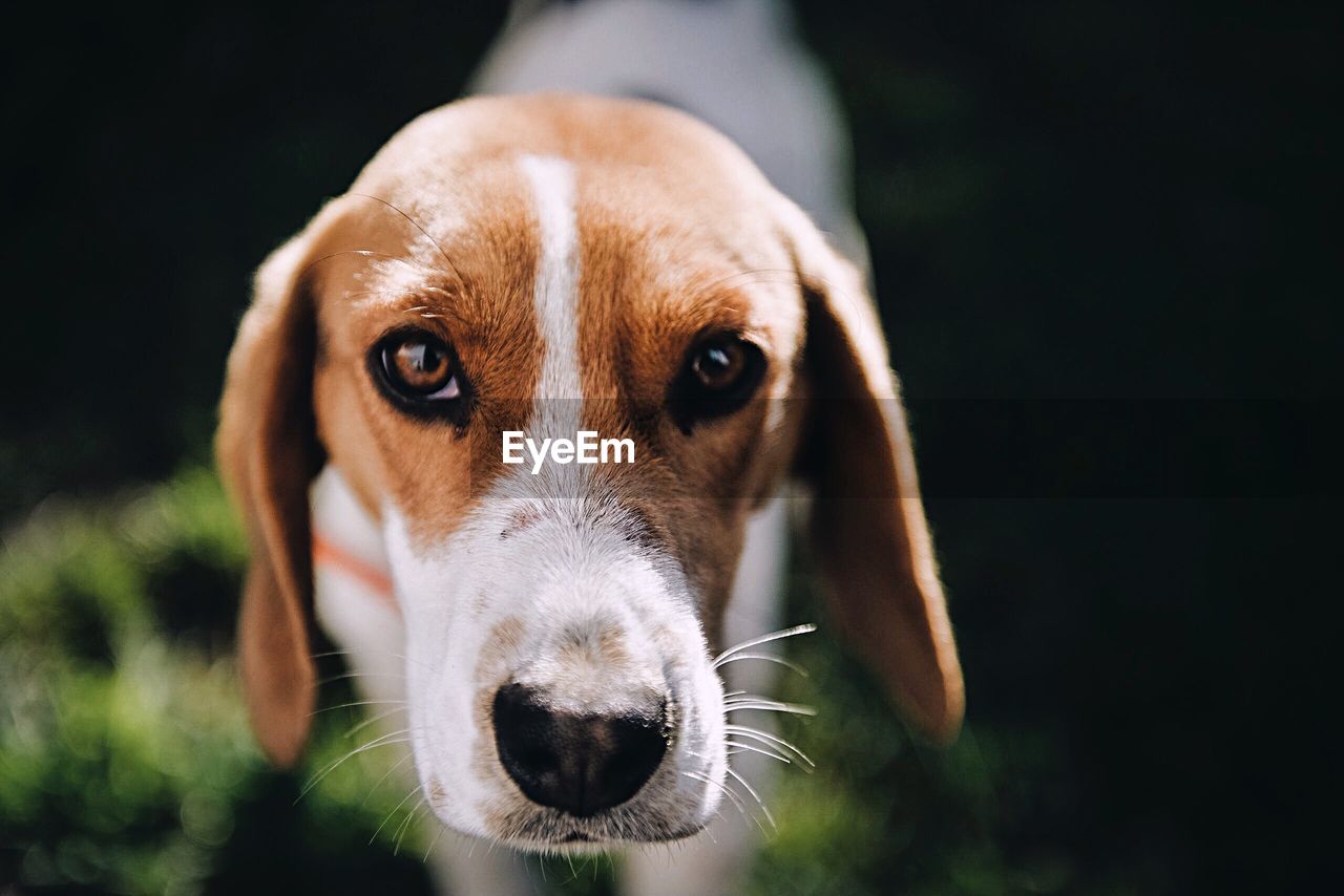 Close-up portrait of dog