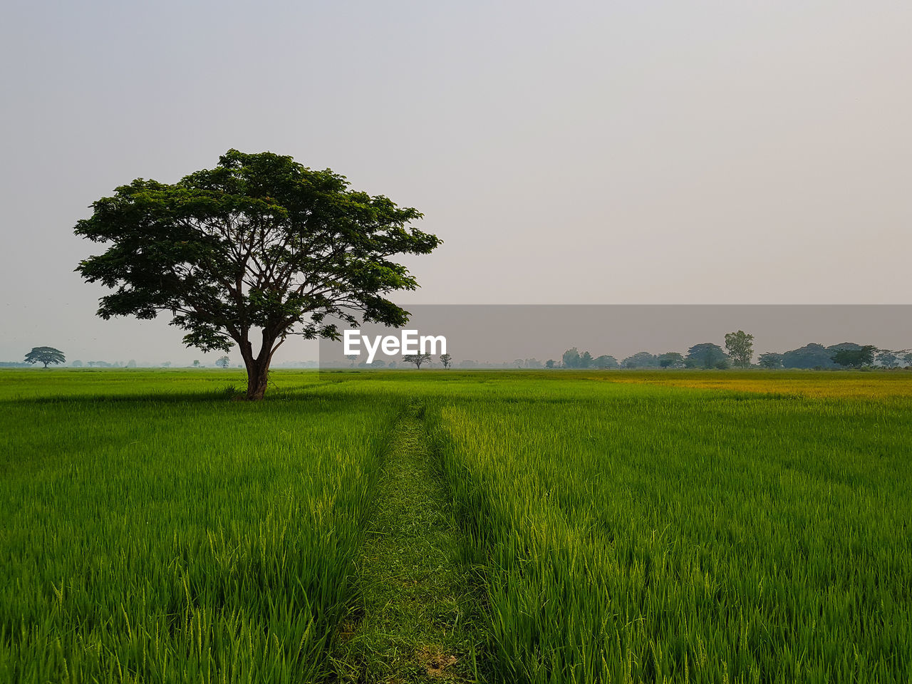 Scenic view of agricultural field against clear sky