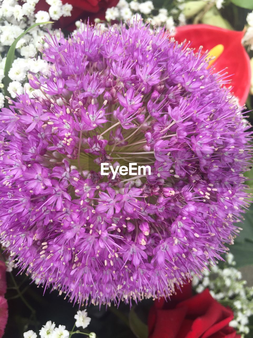 CLOSE-UP OF PURPLE FLOWERS BLOOMING