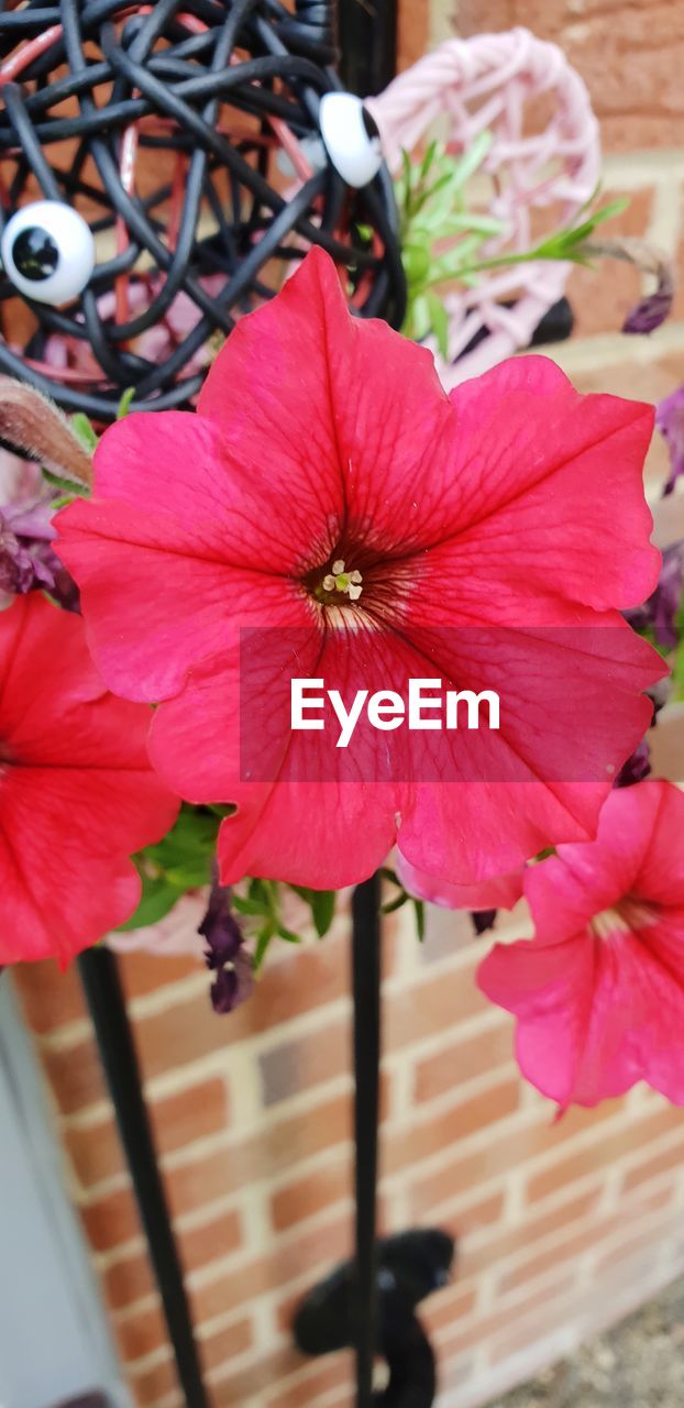 CLOSE-UP OF PINK ROSES