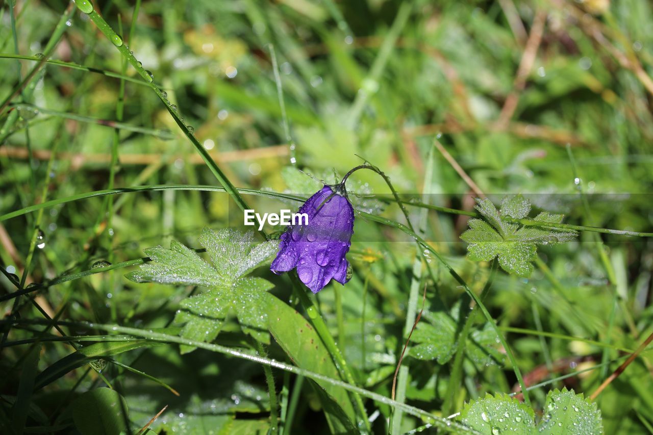 CLOSE-UP OF PURPLE FLOWER ON GRASS