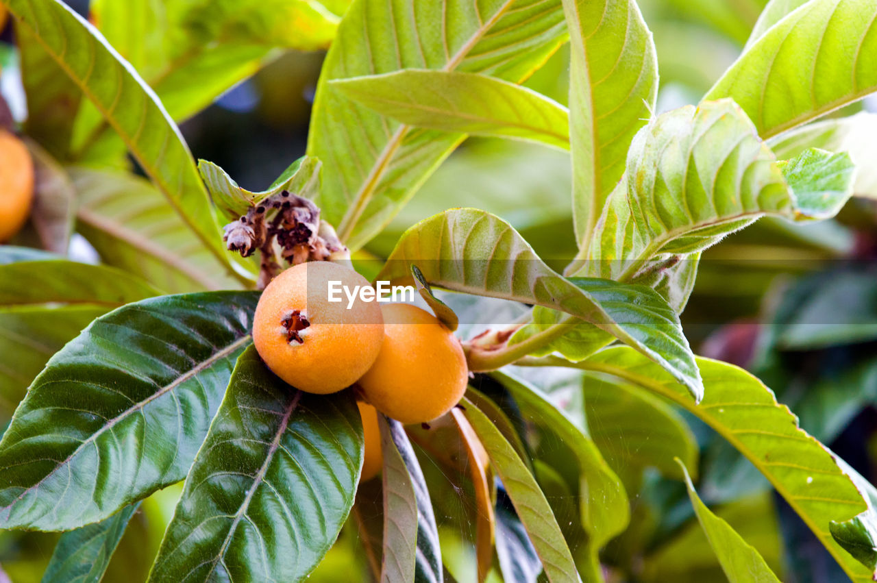 CLOSE-UP OF FRUITS GROWING ON PLANT