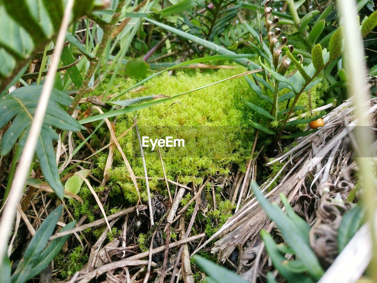 HIGH ANGLE VIEW OF CRAB ON GRASS