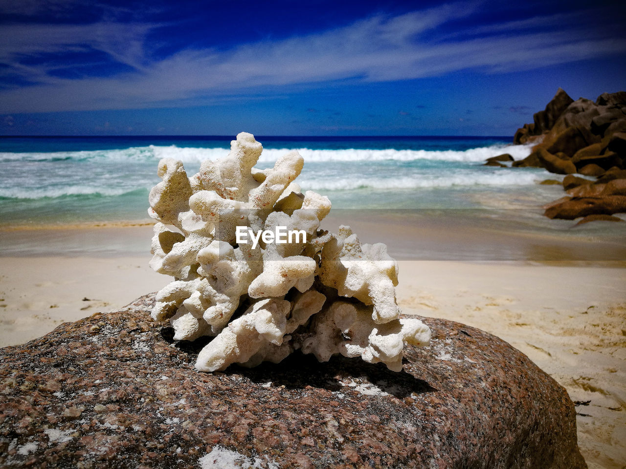 Close-up of coral at beach