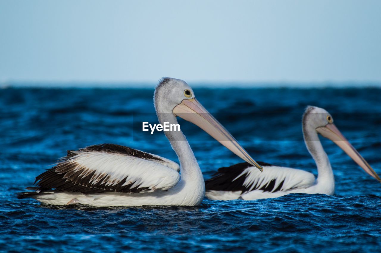 Birds in sea against clear sky