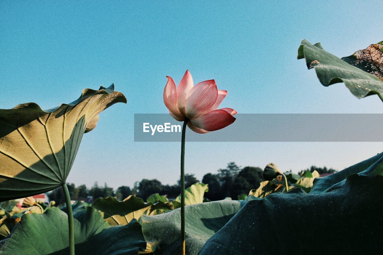 CLOSE-UP OF FLOWERS GROWING AGAINST CLEAR SKY