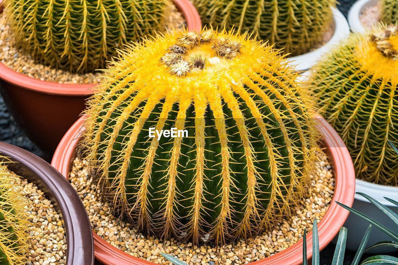 plant, cactus, succulent plant, thorn, no people, flower, spiked, growth, nature, barrel cactus, food, market, food and drink, green, high angle view, beauty in nature, sharp, outdoors, close-up, retail, freshness