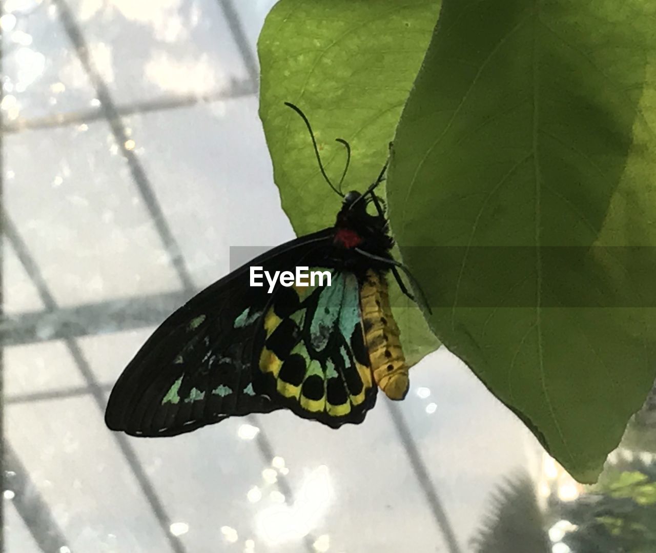 CLOSE-UP OF BUTTERFLY WITH LEAF