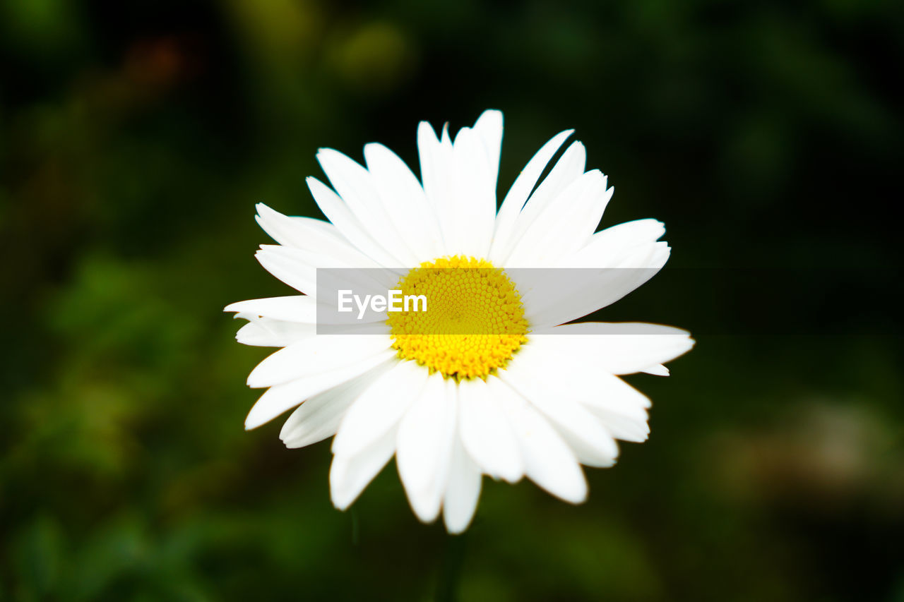 Close-up of white daisy flower