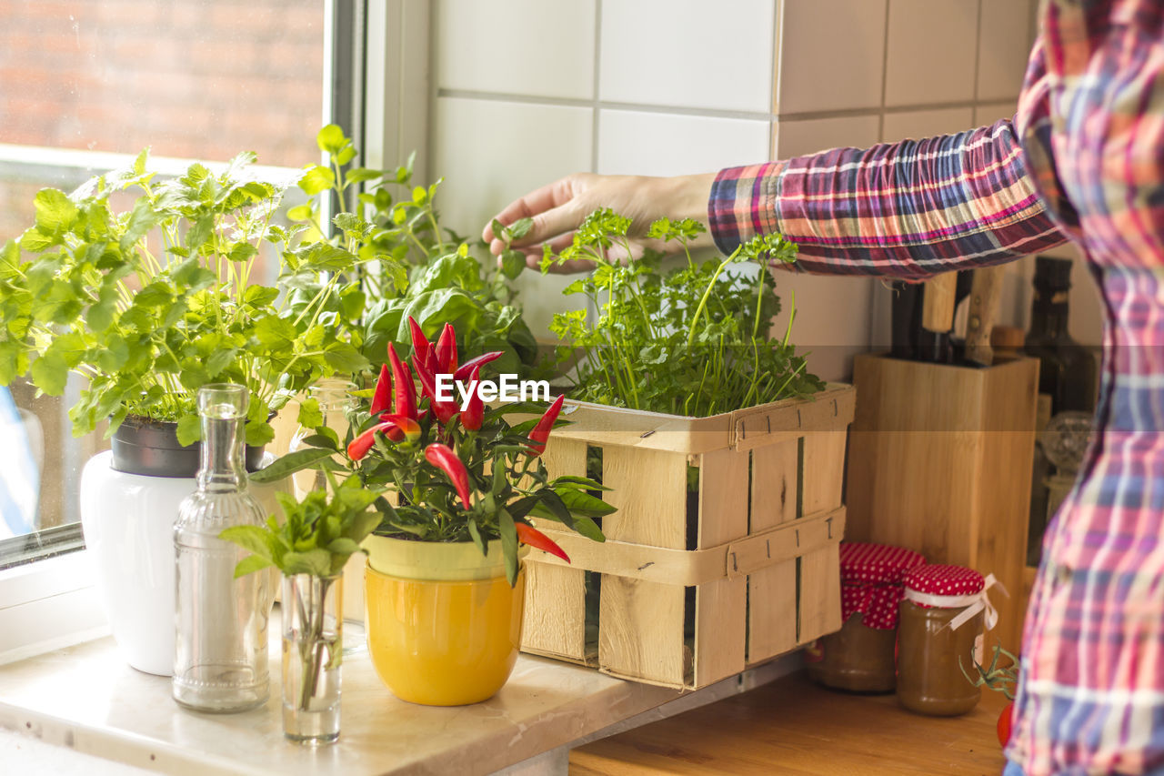 Close-up of pot plants on window sill