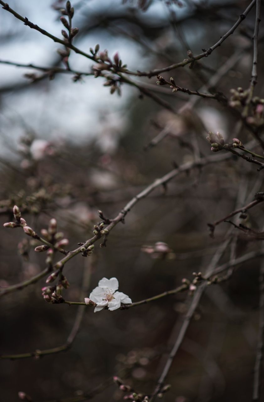 CLOSE-UP OF WHITE CHERRY BLOSSOM ON BRANCH