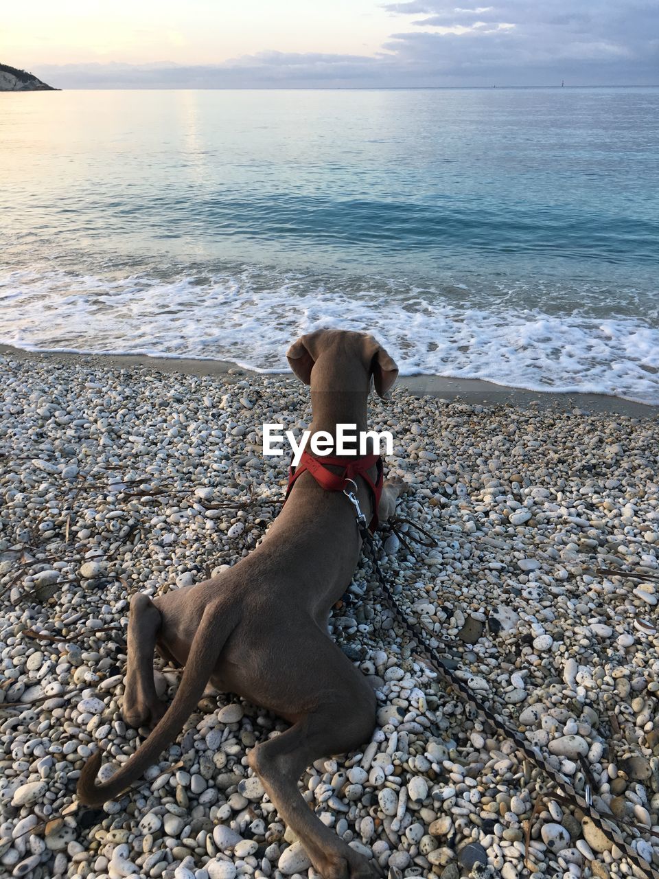 DOG ON ROCK AT BEACH