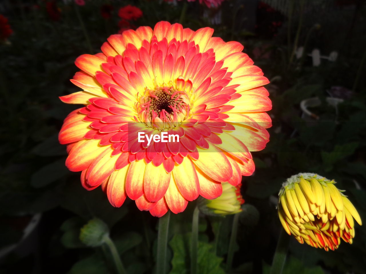 CLOSE-UP OF RED DAHLIA