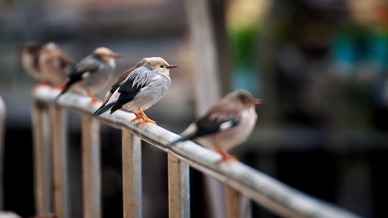 Birds perching on railing