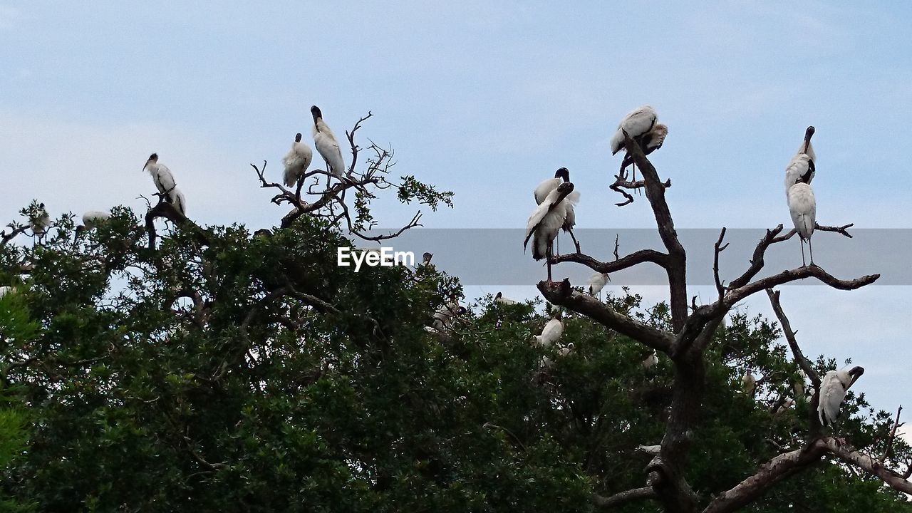 Low angle view of birds perching on tree against sky