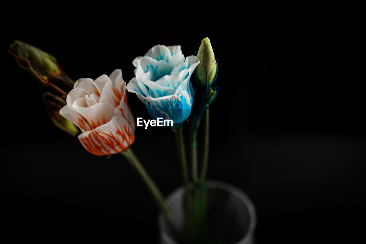 CLOSE-UP OF WHITE ROSE FLOWER AGAINST BLACK BACKGROUND