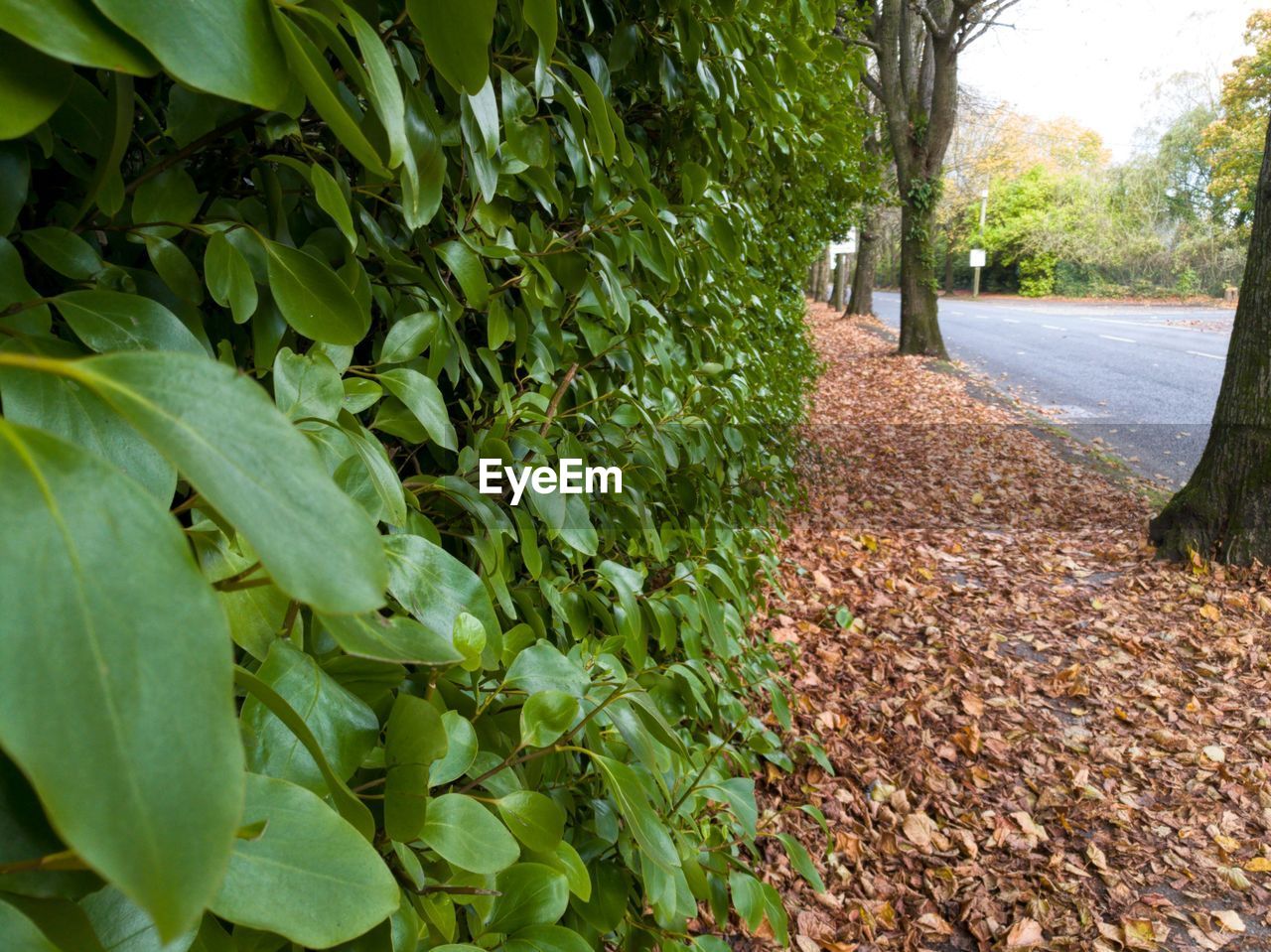 CLOSE-UP OF PLANTS IN AUTUMN