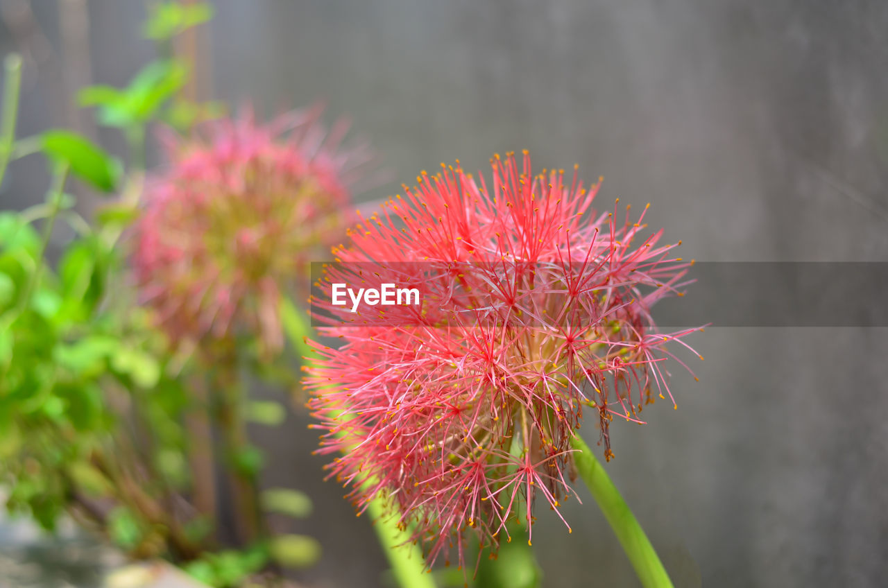 Close-up of red flower