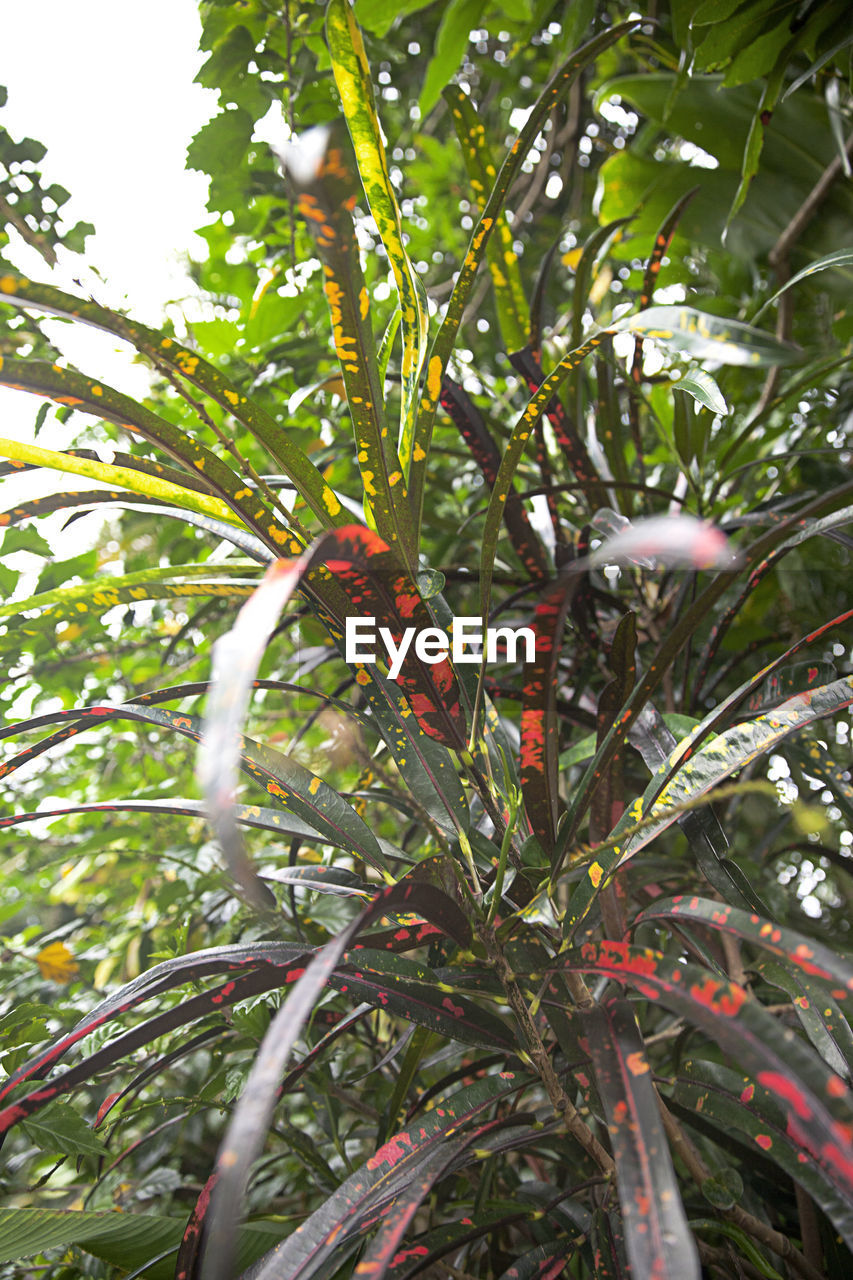 CLOSE-UP OF FRESH FRUIT TREE