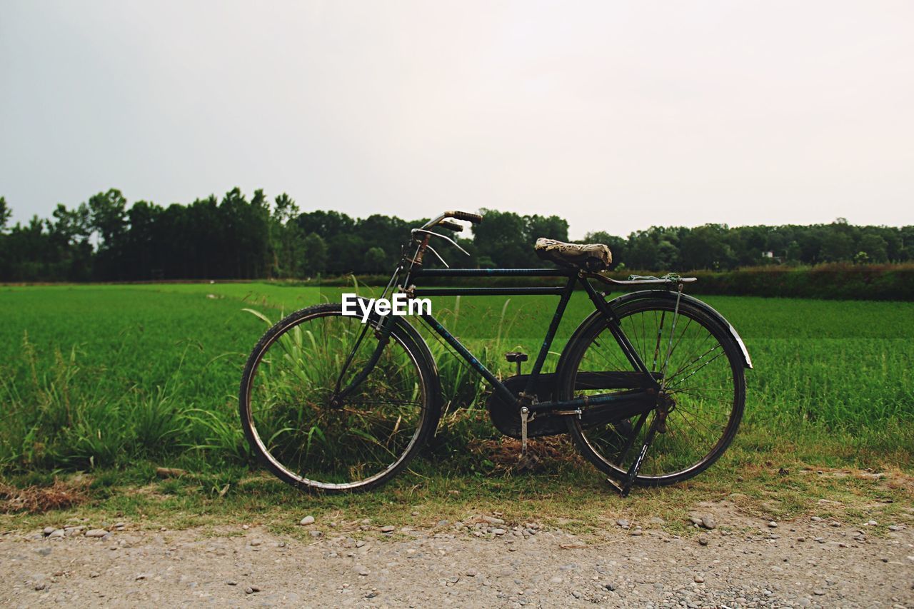 Bicycle parked against crops on field