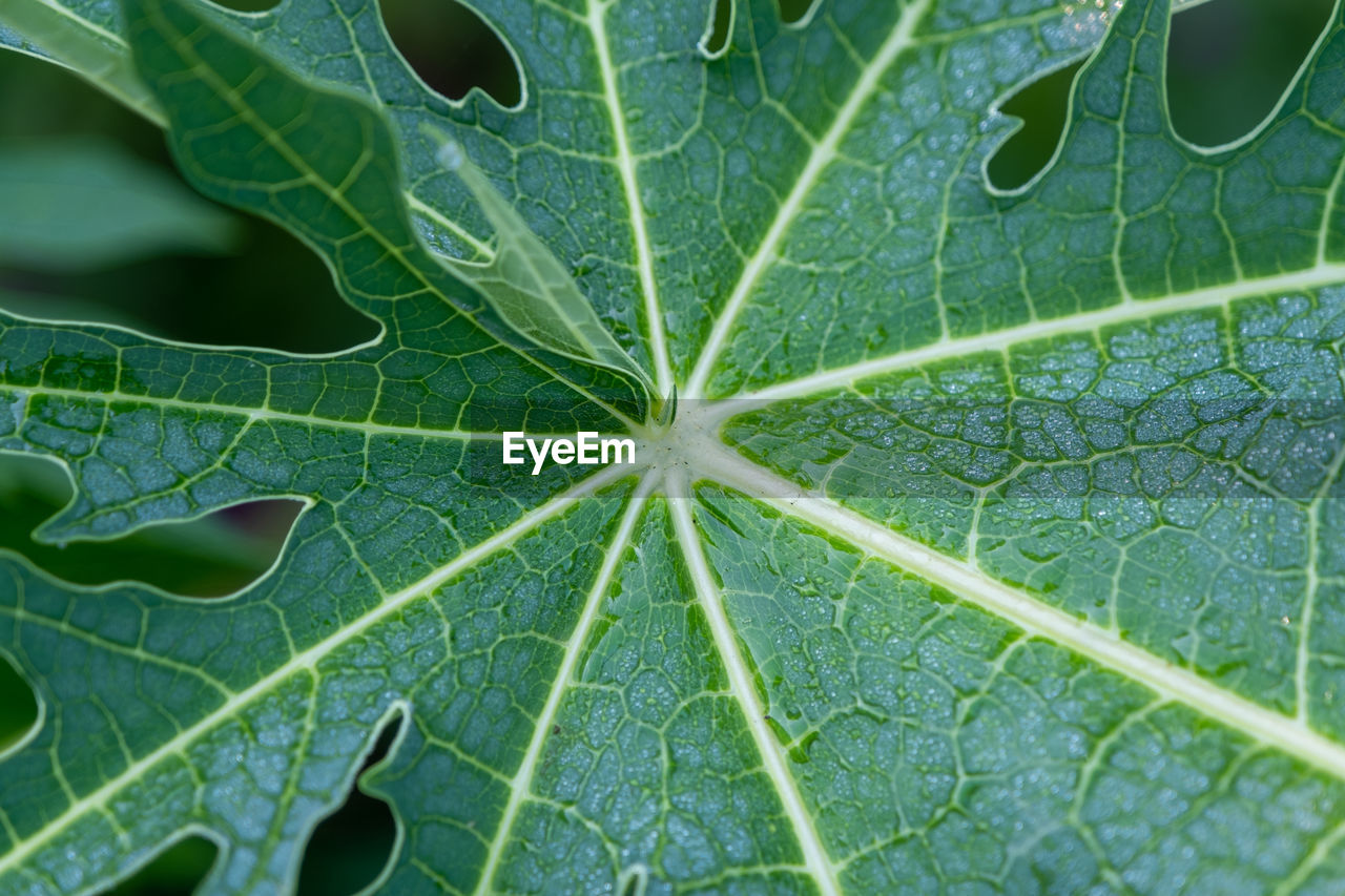 Close-up of water drops on leaves