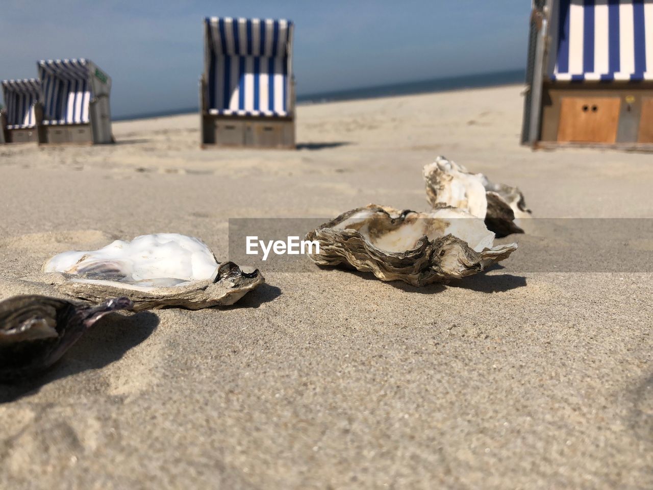 SURFACE LEVEL OF SEASHELL ON BEACH