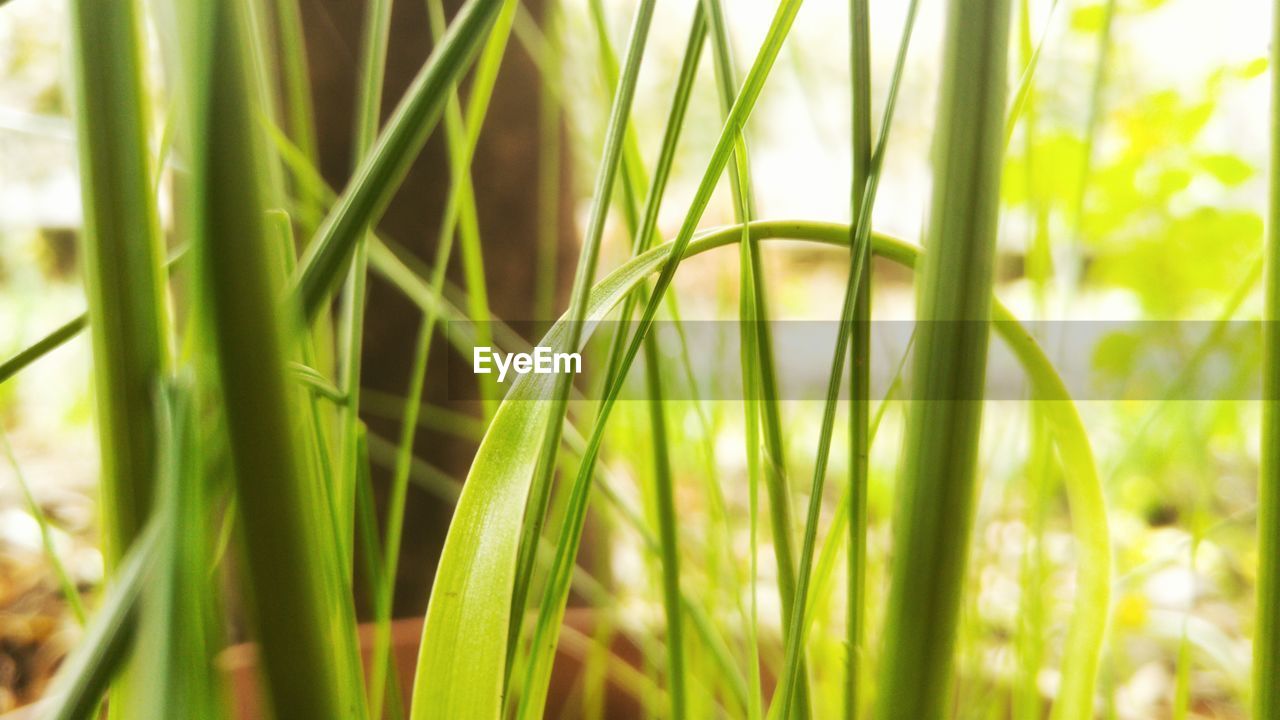 Close-up of bamboo plant on field