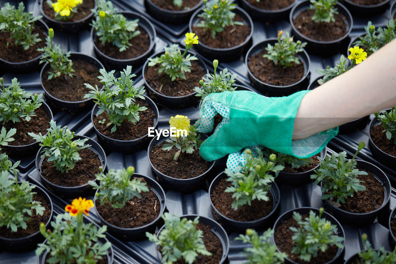 High angle view of potted plants